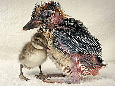 Please Don't Eat Me! Ducklings Snuggle Up to Kookaburra
