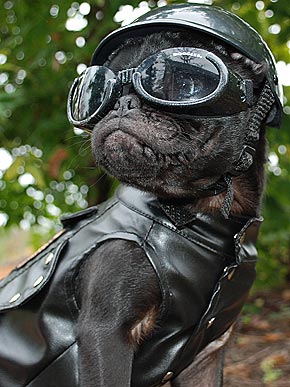 Born to Be Wild! Dogs Wearing Doggles