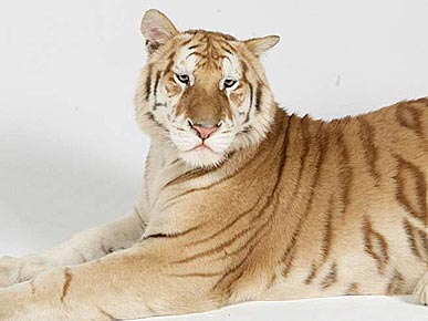 Mischievous Ape to Blame for Tiger's Weekend Escape in Miami