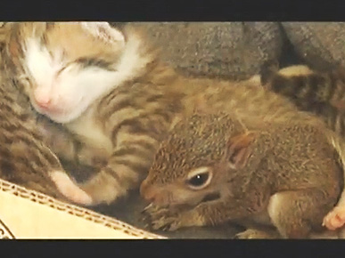 Hand-Reared Baby Squirrel Thinks He's a Kitten