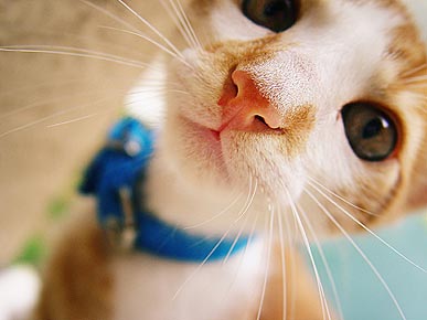 The Water Bowl: More Support for Cat Collars; Plus, Bear Does Yoga!