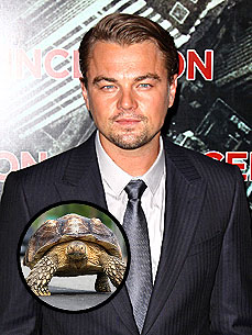 Leonardo DiCaprio Cozies Up to Someone New: a Tortoise!