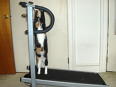 Animal D'Oh! Cat Thinks Treadmill Is for Stretching