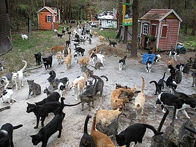 It Takes a Kitty Village: Caboodle Ranch in Need of More Manpower