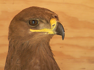 U.S. Soldiers Rescue Wounded Eagle in Afghanistan