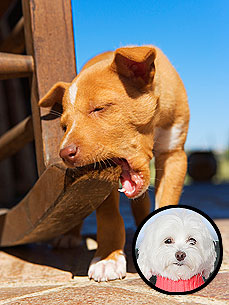 Ask Ethel: Why Does My Puppy Chew Through Everything?