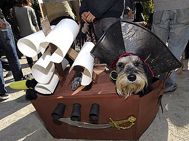 The Water Bowl: How Do Dogs Feel about Dressing Up? Plus, China's New Canine Obsession