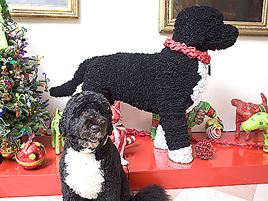 White House Christmas: Bo Meets Faux Bo