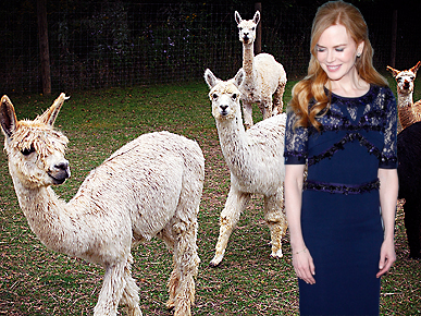 Surprise! Nicole Kidman Raises Alpacas