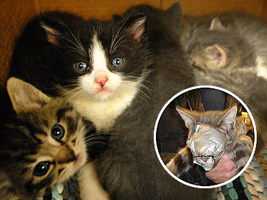 Cat Found Duct-Taped in Dryer Is Reunited with Her Kittens