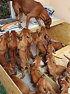 Tuesday's Funny Video: The Latest Must-Have Fashion Accessory? Dogs!