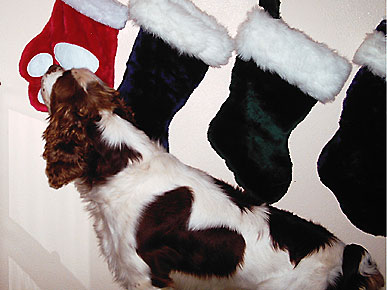 Thursday's Funny Video: Dog Paws Get Rescued from the Cold