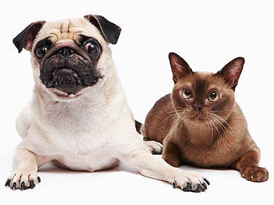 Friday's Funny Video: Puppy Cleaning Service
