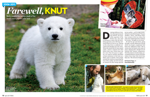 Farewell, Knut: 2006-2011