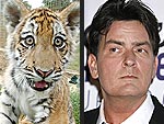 Tigers of No Relation to Charlie Sheen
