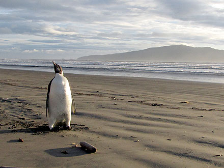 Where Is Happy Feet Now?