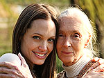 Jane Goodall Teams Up with Angelina Jolie in New Film