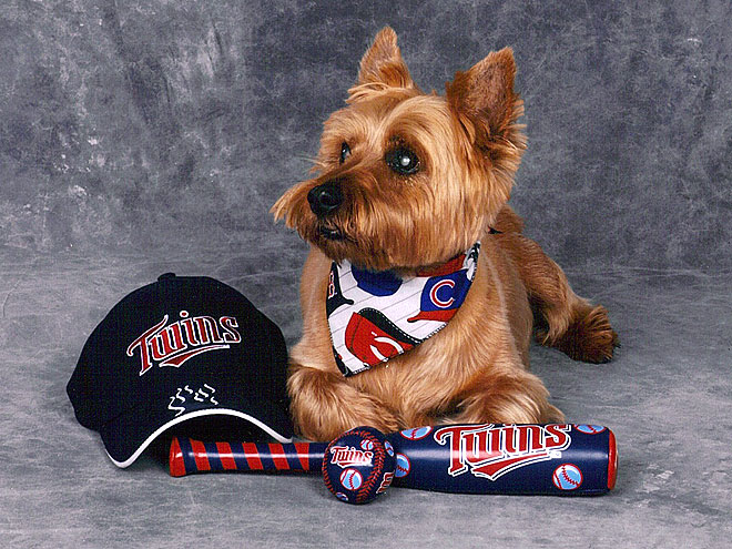 baseball dog