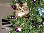 22 Cats in Christmas Trees