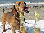 Summer Puppy Happy Hour!