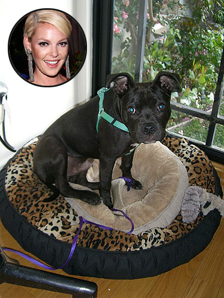 O'DONNELL DOG BED, $79.95
photo | Katherine Heigl