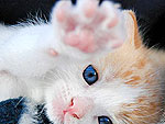 Cute Kitties Show Off Their Toes