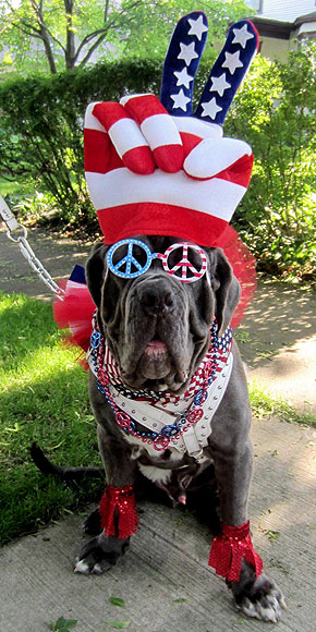 http://img2.timeinc.net/people/i/2011/pets/gallery/july-fourth/rufio-290.jpg