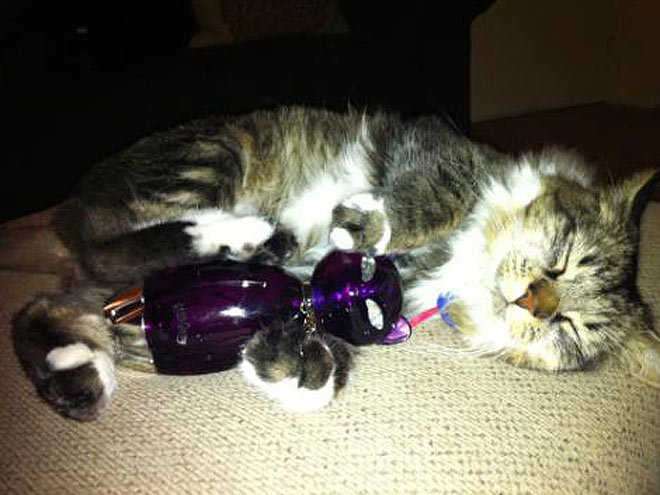PURR-FECT PERFUME photo | Katy Perry
