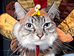 Gobble, Gobble! Thankful Cats and Dogs