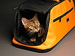 10 Things Your Cat Wants Right Now