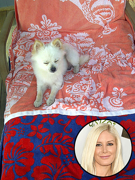 HEIDI MONTAG photo | Heidi Montag