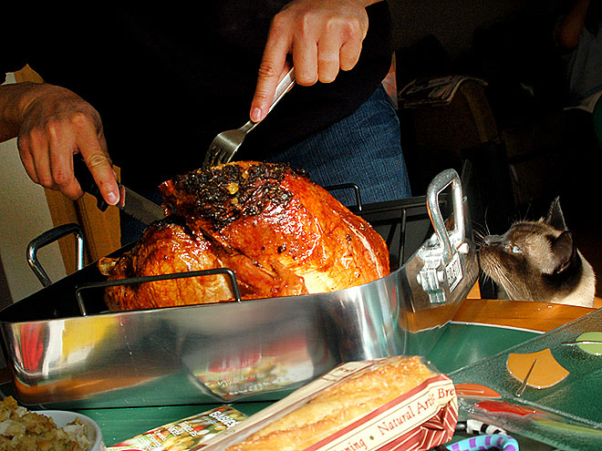 Pet vs. Turkey: 22 Hungry Stare-Downs