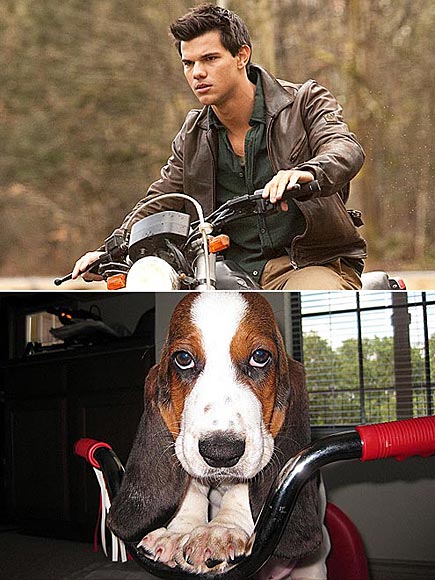 WOLF PACK photo | Taylor Lautner