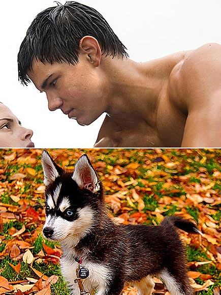 PROTECTIVE INSTINCTS photo | Taylor Lautner