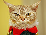 13 Pets in Ugly Christmas Sweaters