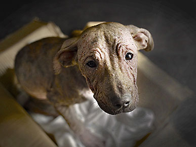 Abandoned Hairless Dog Gets Her First Hug – But Still Needs Help