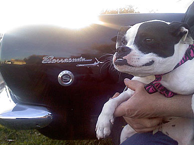 Cuda the Deformed Pit Bull Wants to Be the World's Ugliest Dog