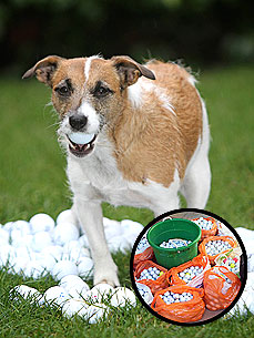 Tilly the Dog's Hobby: Collecting and Selling Golf Balls!