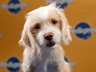 C.B. Crowned MVP of Puppy Bowl VII