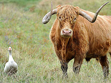Goose and Highland Bull Celebrate 10-Year Anniversary