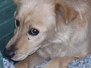 Adopt Me! Pickles is One Sweet Doggie
