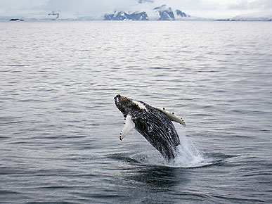 The Water Bowl: LONELIEST WHALE IN THE WORLD Sings Alone; Plus ...