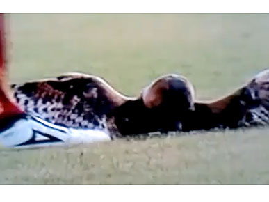 The Water Bowl: Owl Kicked by Soccer Player Dies; Plus, Chimps Laugh at Jokes That Aren't Funny