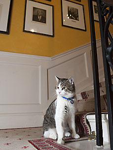 Larry the 10 Downing Street Cat Catches His First Mouse!