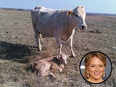 Jewel's Texas Ranch Has a Baby Boom – of Cows!