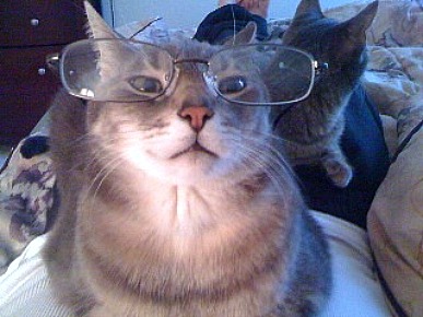 Caption Contest: Cheeto the Cat Takes a Closer Look