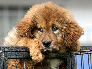 Tibetan Mastiff Sells for $1.5 Million
