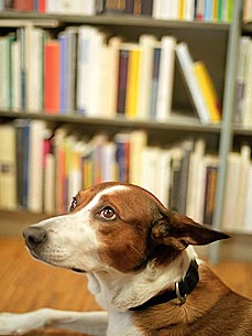 The Water Bowl: Law Students Get Therapy Dog for Stress; Plus, Dog Found a Month After Fire!
