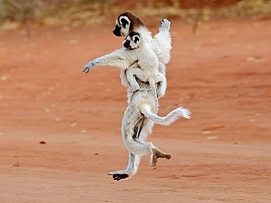Cute Photo: Lemurs Think They Can Dance
