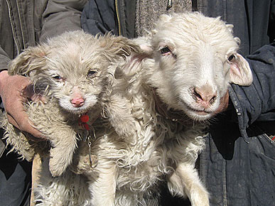 Weird: Lamb Looks Mysteriously Like a Dog - Baby Animals, Cute Pets